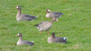 Slimbridge - White-Fronted, Barnacle, Egyptian, Snow Goose and more.