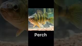 Top 5 best lures for perch