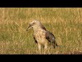 Змееяд за 10 секунд глотает желтобрюха! / Short-toed snake eagle eats a snake.