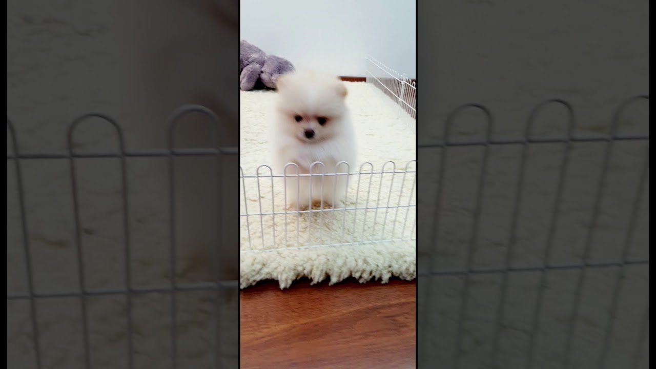 Droll Lulu Da Pomerania Branco