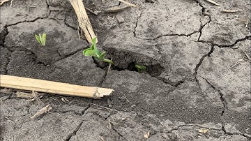 Field Checkup Friday: An Unconventional Tip for Managing Soil Crusting
