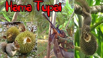 hama tupai long range