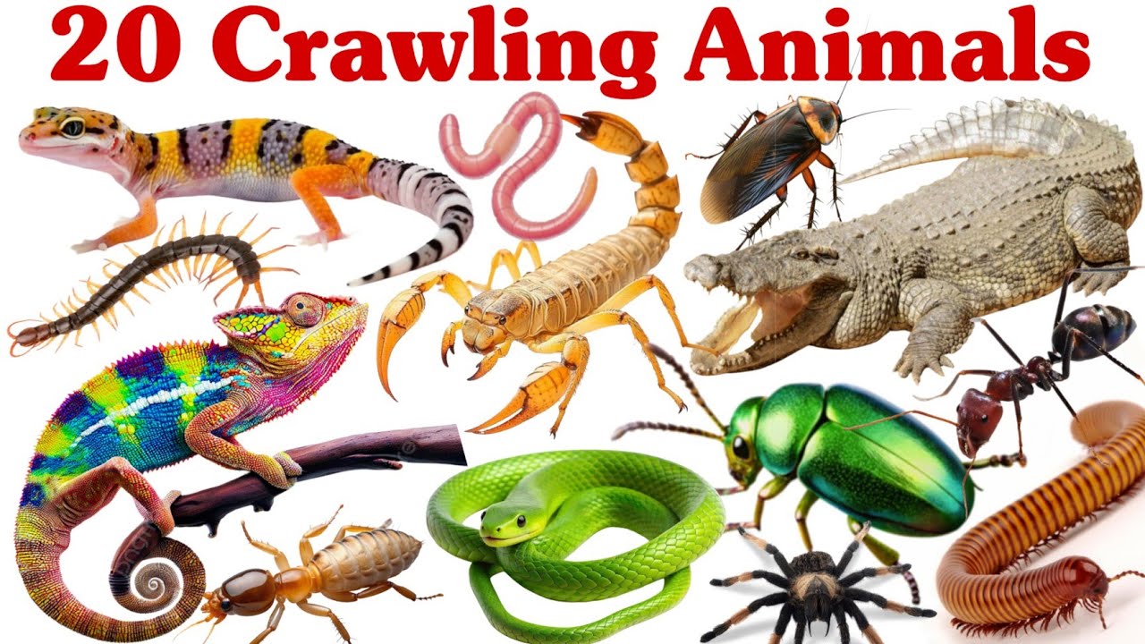 रेंगने वाले जानवर सीखें बच्चों के लिए | Learn 20 Crawling Animal Names ...