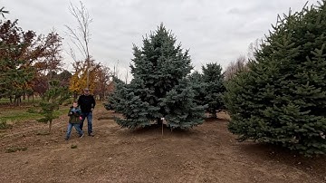 Run Errands with Us: Big Tree Shopping, Picking Up Bulk Greens & Potting Herbs! 🌲🌿🪴