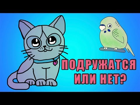 МОЖНО ЛИ ЗАВЕСТИ КОШКУ И ПОПУГАЯ В ОДНОЙ КВАРТИРЕ | ПОДРУЖИТСЯ КОТ С ПОПУГАЕМ ИЛИ НЕТ