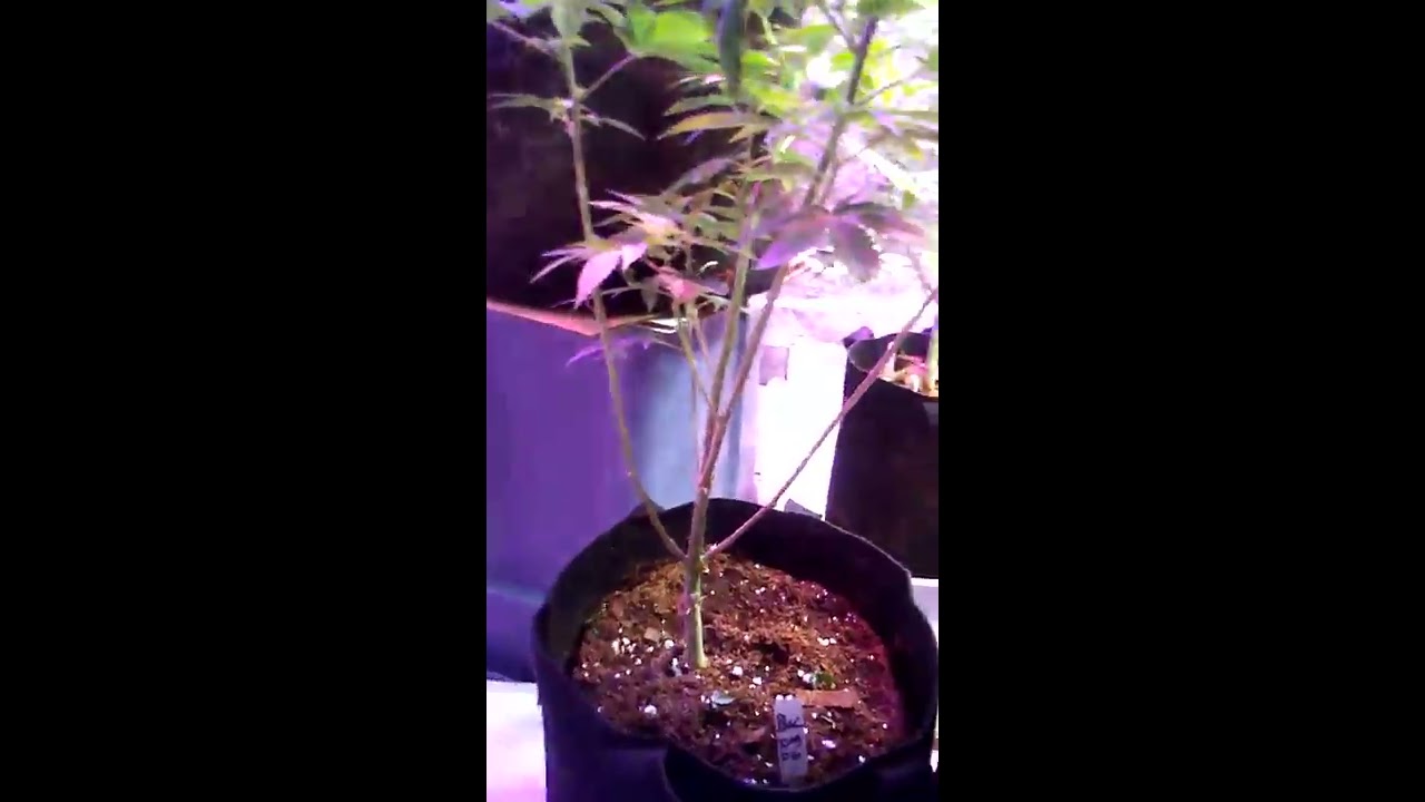 From seed to weed 2nd week of flower plants measure in at 5ft so far