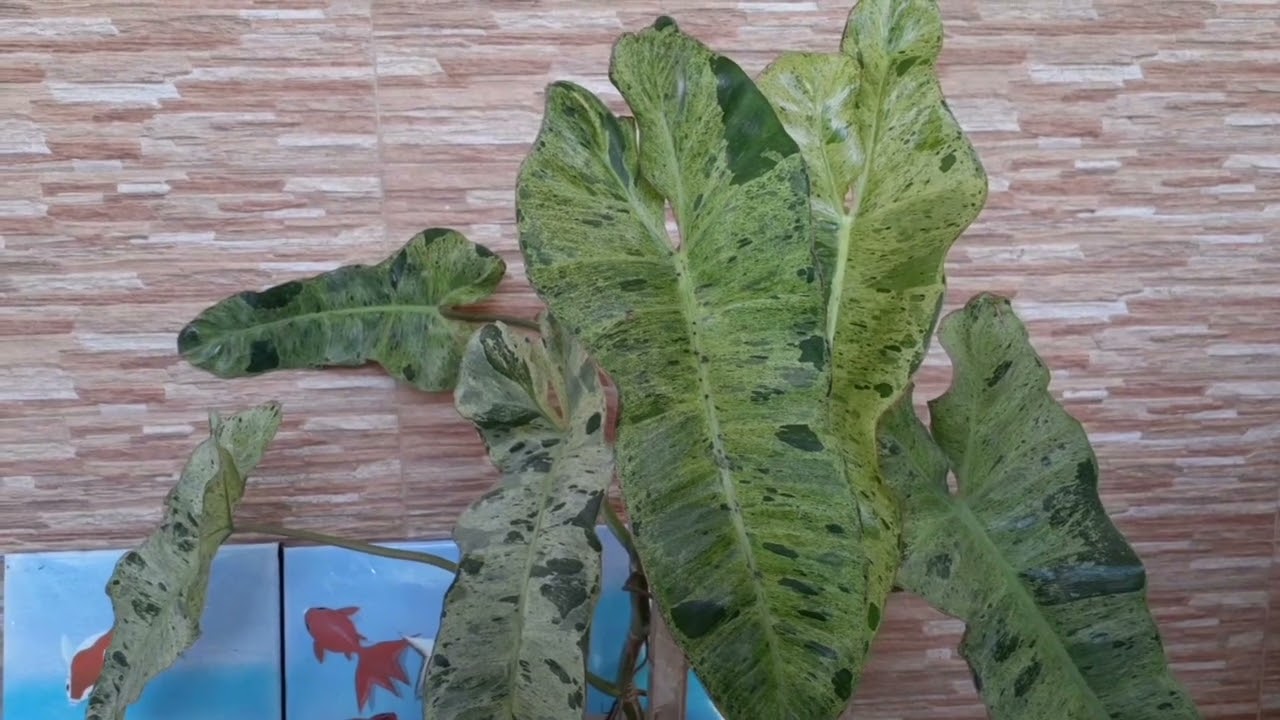 Philodendron Paraiso Verde : Reversing reverted leaves and preventing it  from happening.