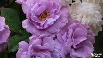 فحملته فانتبذت به مكانا قصيا الربع الثالث من الجزء السادس عشر من سورة مريم الحصري المعلم للقران🌿