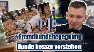 Fremdhundebegegnungen - SO werden sie entspannt!