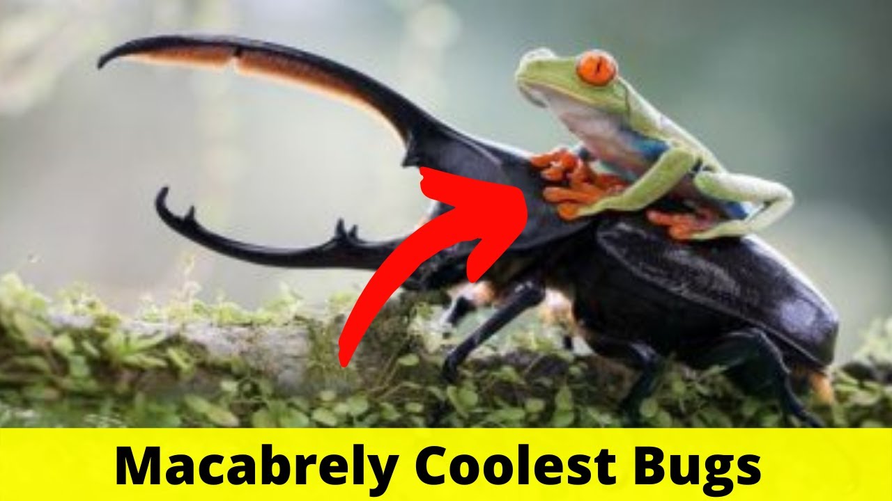 Macabrely Insect Top Macabrely Coolest Bugs in the World | brazilian treehopper. - YouTube