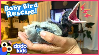 Baby Magpie Changes Kid Rescuer's Life | Dodo Kids | Rescued!