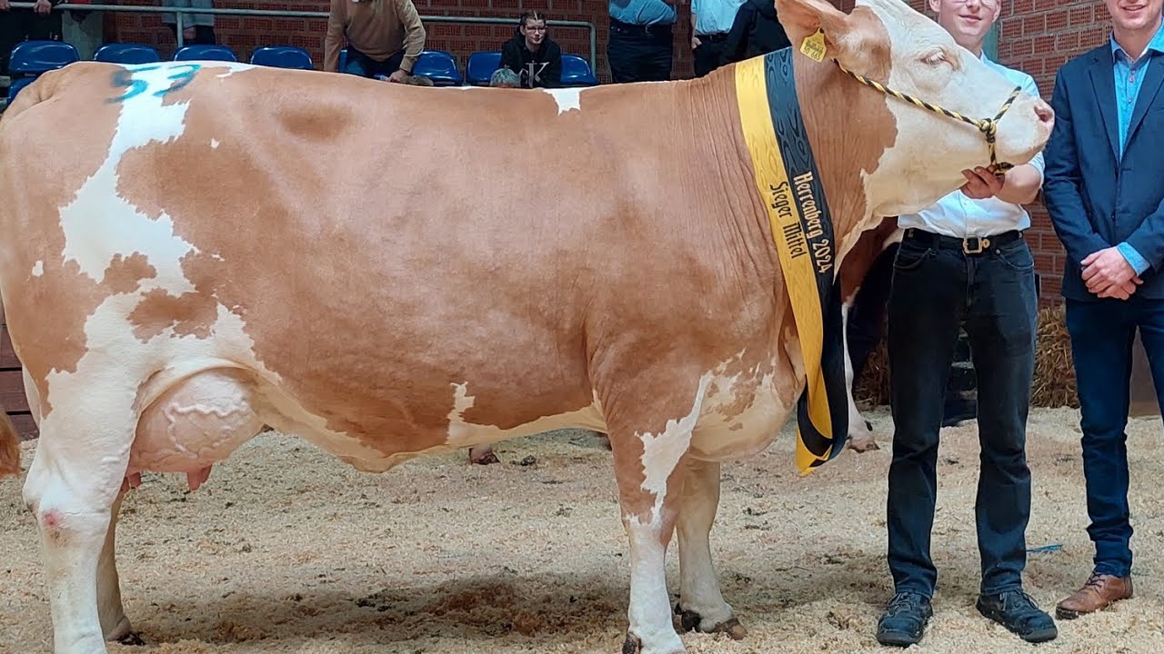 🌍МОЛБОЗОР ДАР ГЕРМАНИЯ! НАРХУ НАВО ГОВҲО 🐄🐄🐄🐄