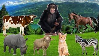 Lovely Animal Sounds: Monkey, Zebra, Rhinoceros, Horse, Cat,  Sheep - Animal Moment Sounds. screenshot 5