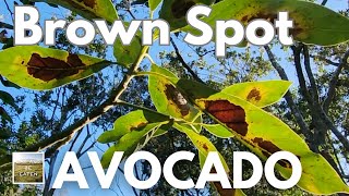 Brown Spots on AVOCADO Leaf: Easy Cure UNLOCKS Nutrients!