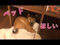 柴犬（豆柴）みかん｜お気に入りのベッドを返してあげた時の反応