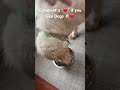 Dogs are the best 🐶❤️ #dogs #dogshorts #dogsofyoutube #cutedogs #funnydogs #dogowner #trend #fyp