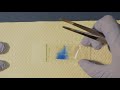 How to prepare a scotch tape slide for fungal micromorphology assessment