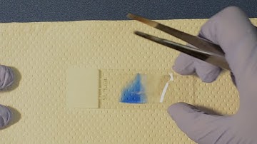 How to prepare a Scotch tape slide for fungal micromorphology assessment
