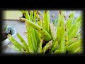 Feuilles d'aloe vera molles : causes et solutions (99 caractres) - YouTube