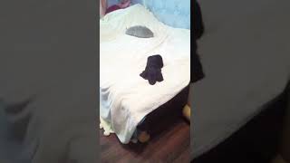 Мой щеночек породы русский охотничий спаниель Мой щеночек породы русский охотничий спаниель