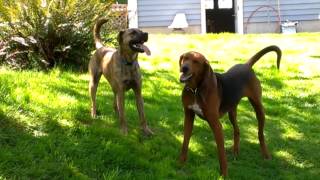 Yuki and Kimber playing again on a sunny day in Astoria