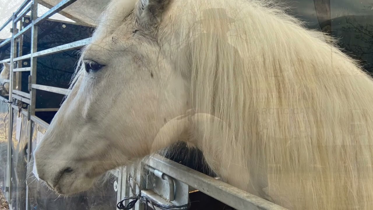 CAMAGRI 2023 Saintes Maries de la mer Lusyamcoga 2023