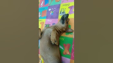 วัยรุ่นติ๊กต่อกยาวไปๆ #lucu #komedi #funny #ngakak #comedy #music #food #rocko #cupid #dance