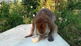 Java Macaque LOVEZ Pineapple Juice