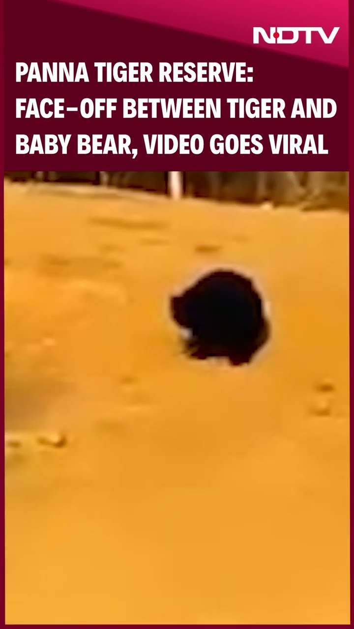 Panna Tiger Reserve: Face-off Between Tiger And Baby Bear, Video Viral