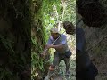 Harvesting oil palm fruit part 13