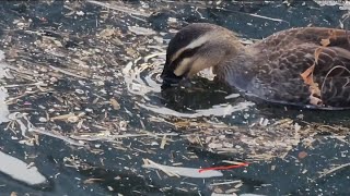 Litter picking diary Ep. 76 _ Birds mistake tiny plastic debris for their food.