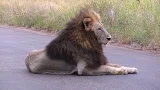 Casper the white lion's brothers resting on the road near Satara, Kruger Park