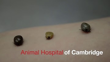How to Remove Ticks from Your Pet
