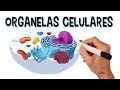 ✅ PRINCIPAIS ORGANELAS CELULARES E SUAS FUNÇÕES | Vídeo animado