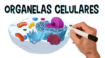 São organelas da célula?