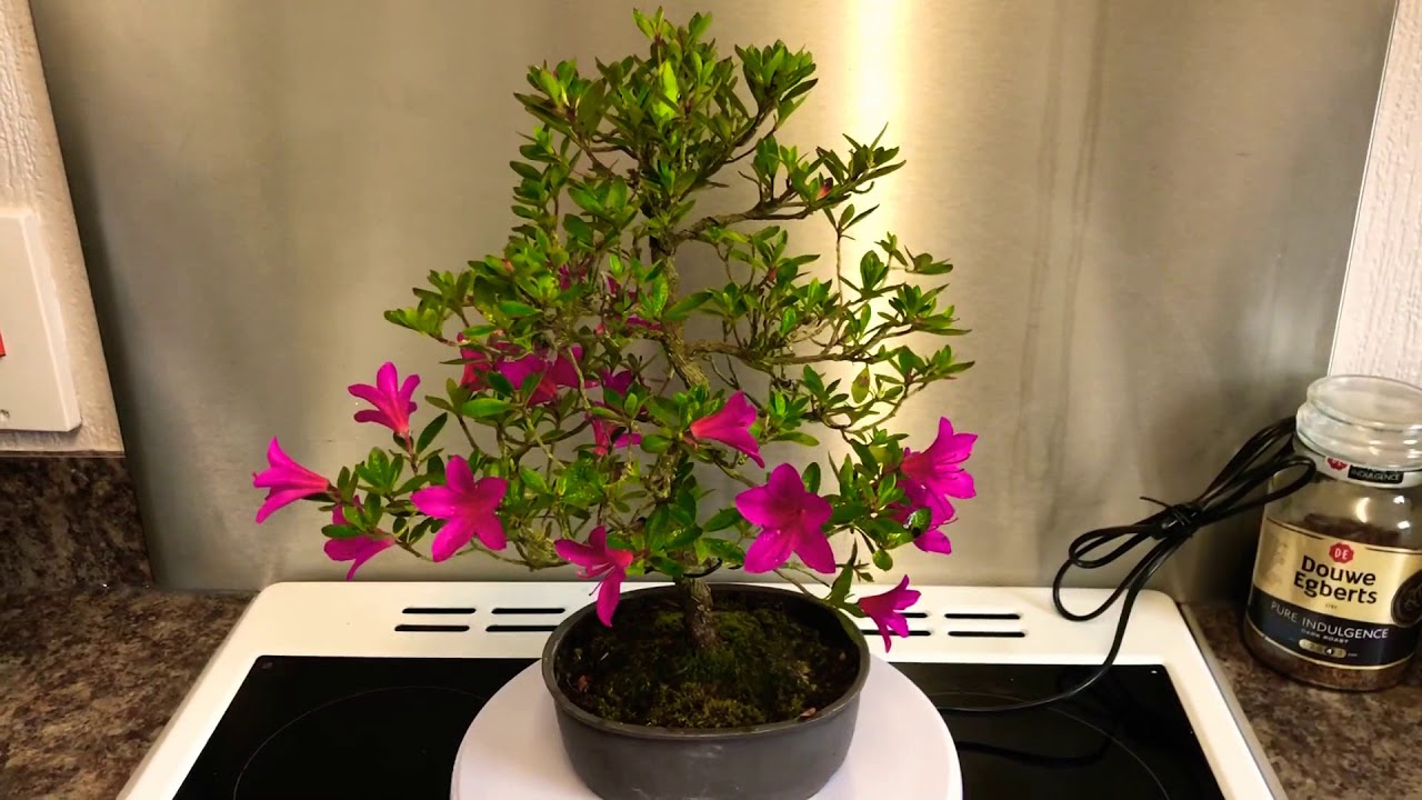 Satsuki Azalea Bonsai ‘Hoshi no Kagayaki’ 360 Video YouTube