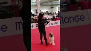 Tibetan terrier expo canina