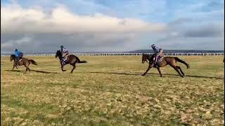 Download Lagu Kap Rock gelding (leading) MP3