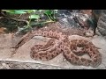 Enormes cocodrilos en Zoo la Aurora Guatemala