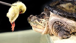 ЧТО ЕСЛИ ДАТЬ КАЙМАНОВОЙ ЧЕРЕПАХЕ ЦЫПЛЕНКА - ПРОГЛОТИЛА! Выпуск #3 ЧТО ЕСЛИ ДАТЬ КАЙМАНОВОЙ ЧЕРЕПАХЕ ЦЫПЛЕНКА - ПРОГЛОТИЛА! Выпуск #3