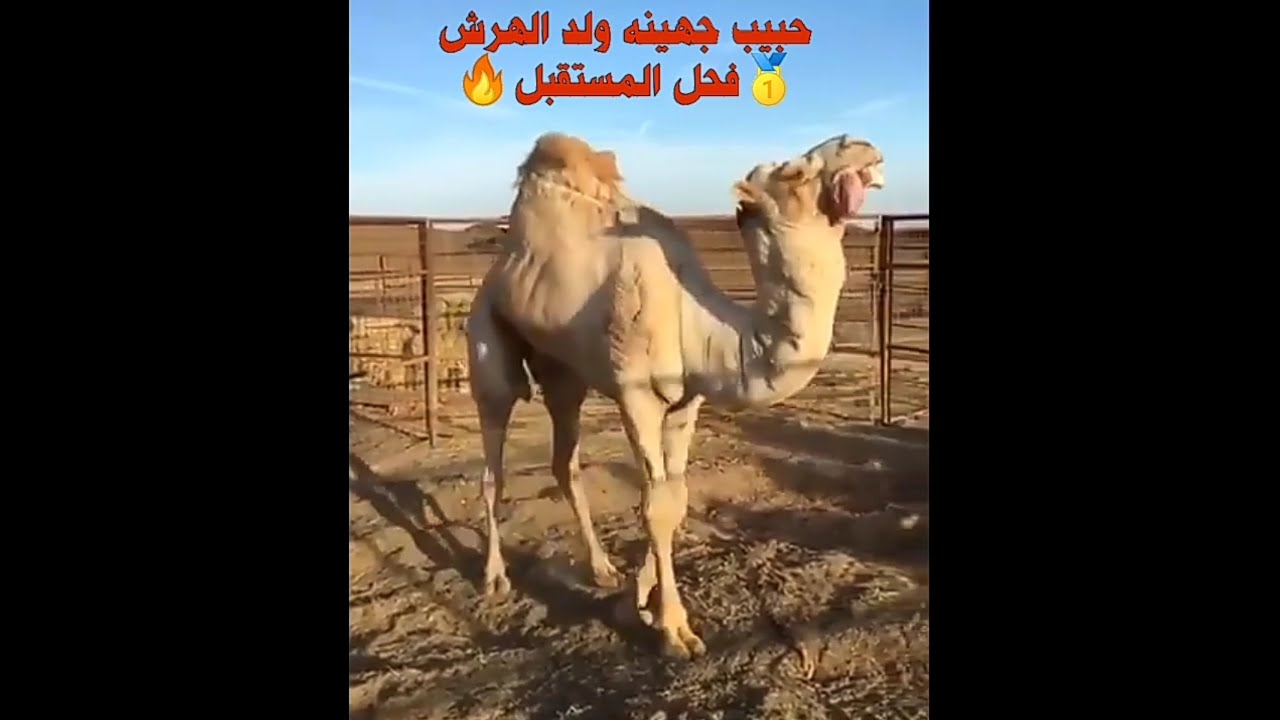 حبيب جهينه الصغير | فحل المستقبل 🔥 ولد حبيب جهينه الهرش HD
