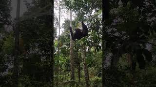 cara menangkal kelelawar saat musim buah duku. #buahduku #petani #petanimuda #kelelawar
