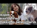 PERRY’NİN KISIRLAŞTIRMA SÜRECİ - Cavalier King Charles Köpek Kısırlaştırma