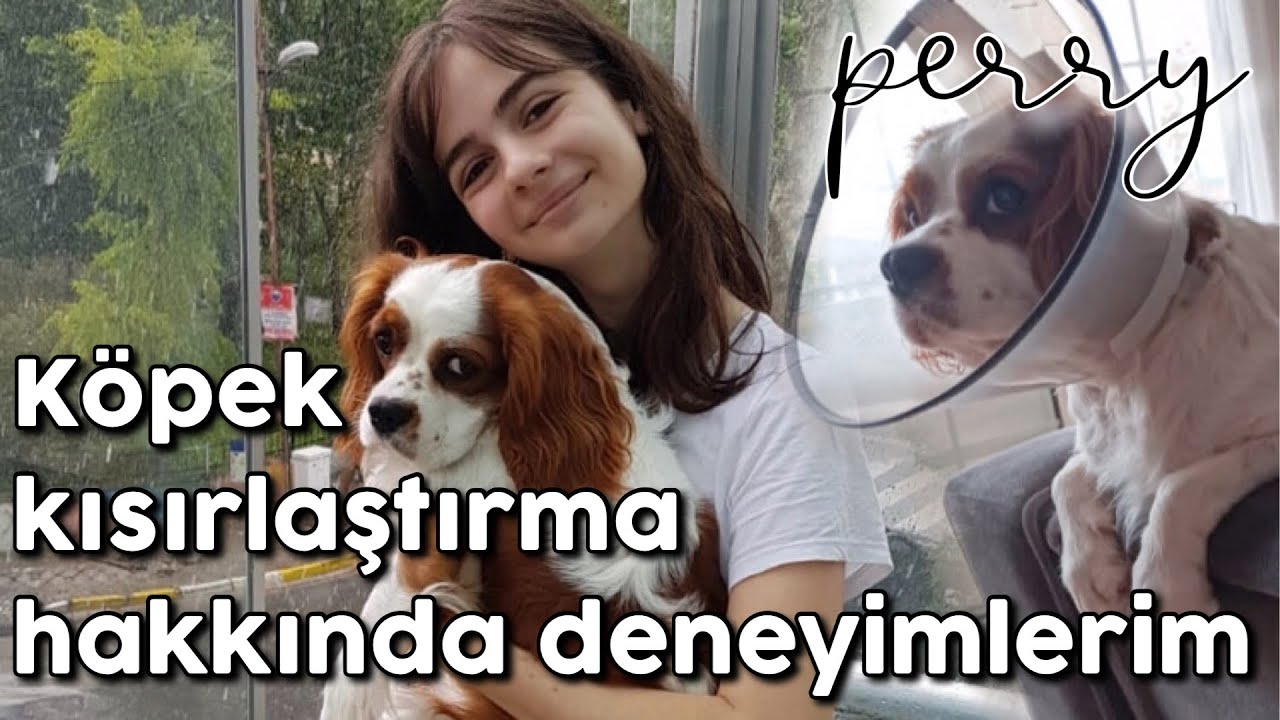 Perry Nin Kisirlastirma Sureci Cavalier King Charles Kopek Kisirlastirma Youtube