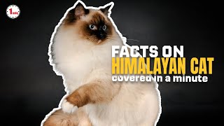 Where Persian Grace Meets Siamese Charm! | Himalayan Cat in 1 Minute | AnimalSnapz by Animal Snapz 222 views 8 months ago 1 minute, 34 seconds