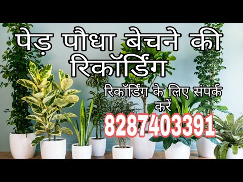 वीडियो: बगीचे में रॉकरीज़ कैसे बनाएं, रॉकरीज़ के लिए पौधे