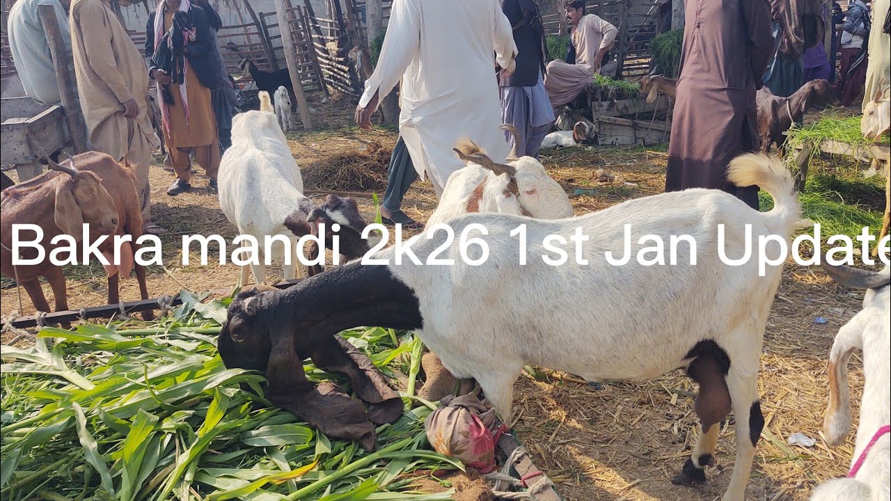 Bakra Mandi 1st Jan 2k26 part 1