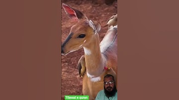 tilawat e quran #سورة_الإخلاص #egzonibrahimi #naturesvoice #islamic #ikhlas #voiceofheart #vlog