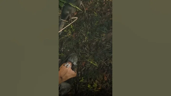 just hunting in RDR2 #reddeadredemtio...  #reddead...