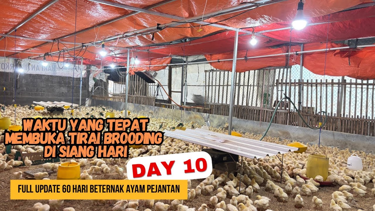 DAY 10 - KONTROL AMONIA DI KANDANG AYAM DAN ADAPTASI LEPAS PEMANAS